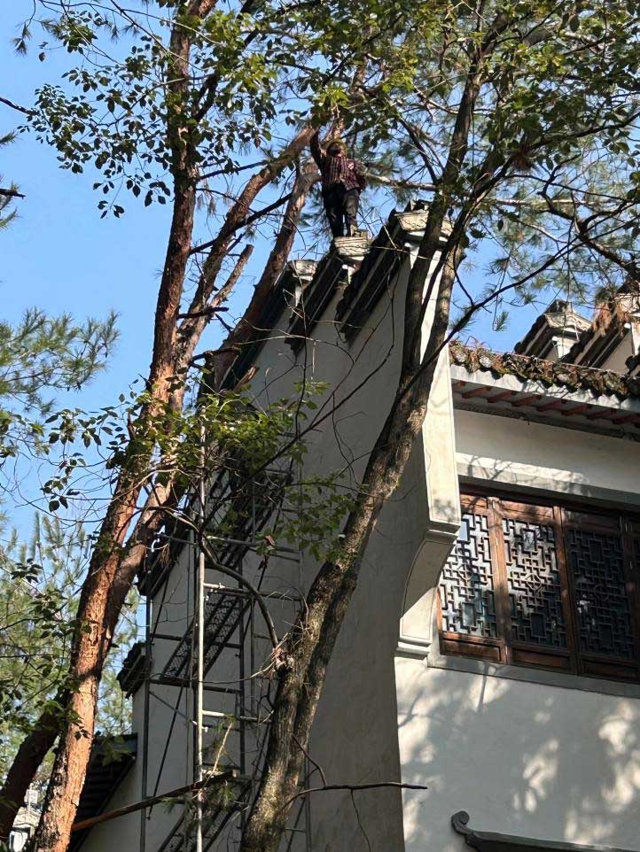 排除隱患，國(guó)資公司砍樹(shù)解民憂(yōu)
